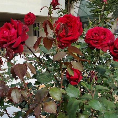 חאניה Dreamy Holidays Apartment מראה חיצוני תמונה